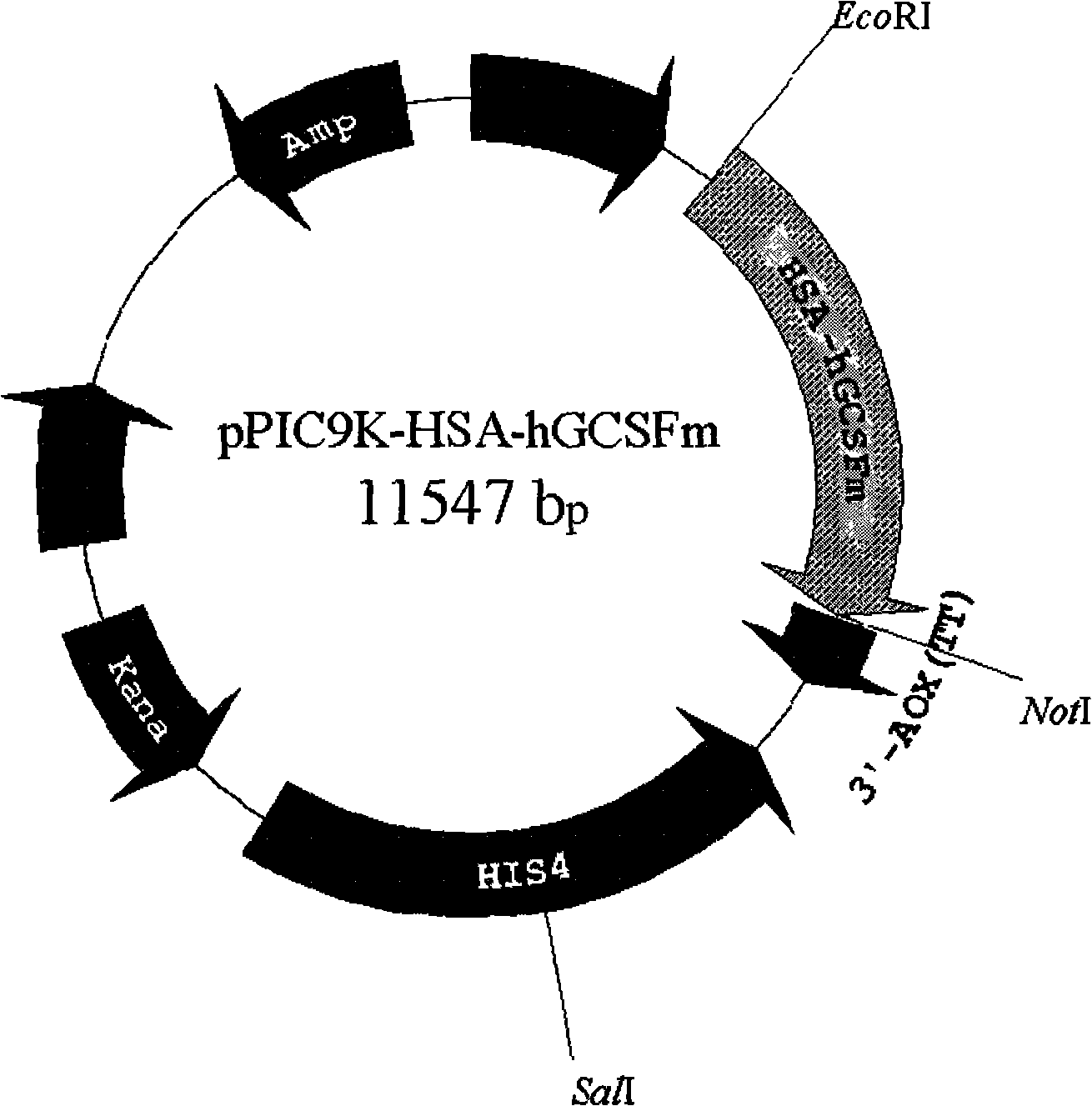 Fused protein of human serum albumin and human granulocyte colony stimulating factor mutant, and preparation thereof