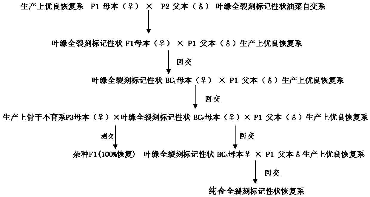 Breeding method for rape restorer with leaf margin divided marker character