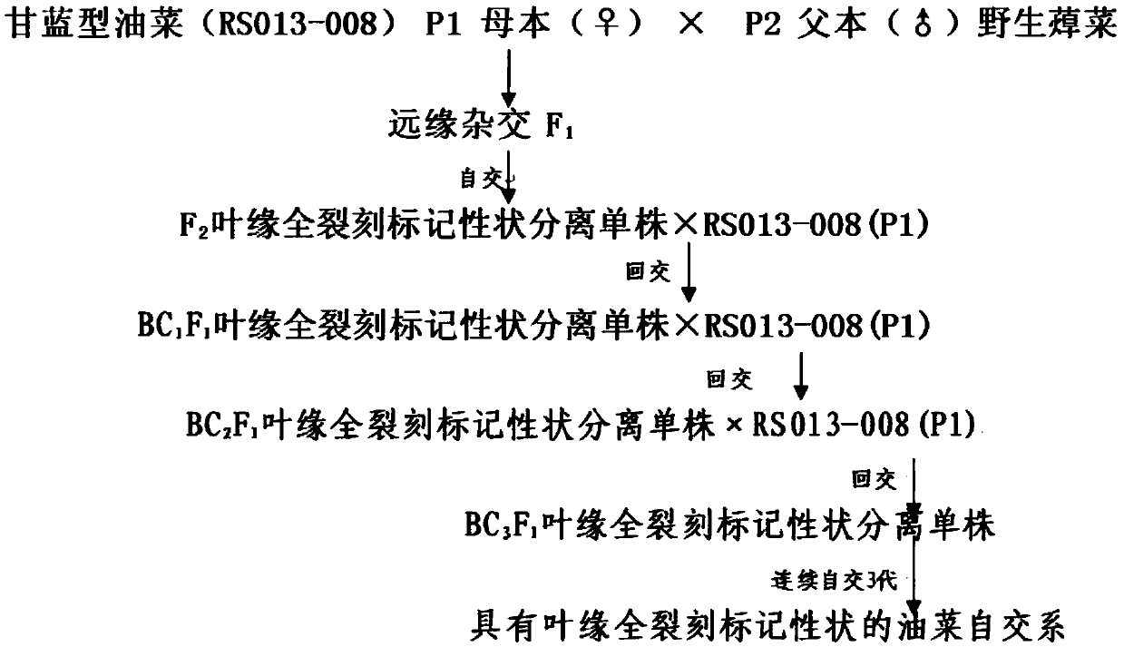 Breeding method for rape restorer with leaf margin divided marker character