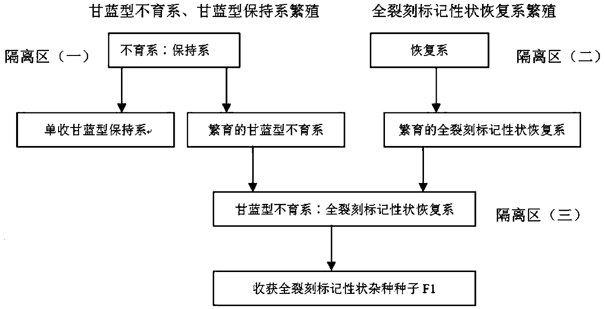 Breeding method for rape restorer with leaf margin divided marker character