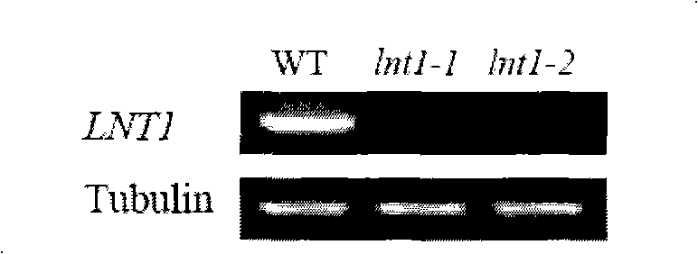 Method for accelerating vegetation in low-nitrogen condition