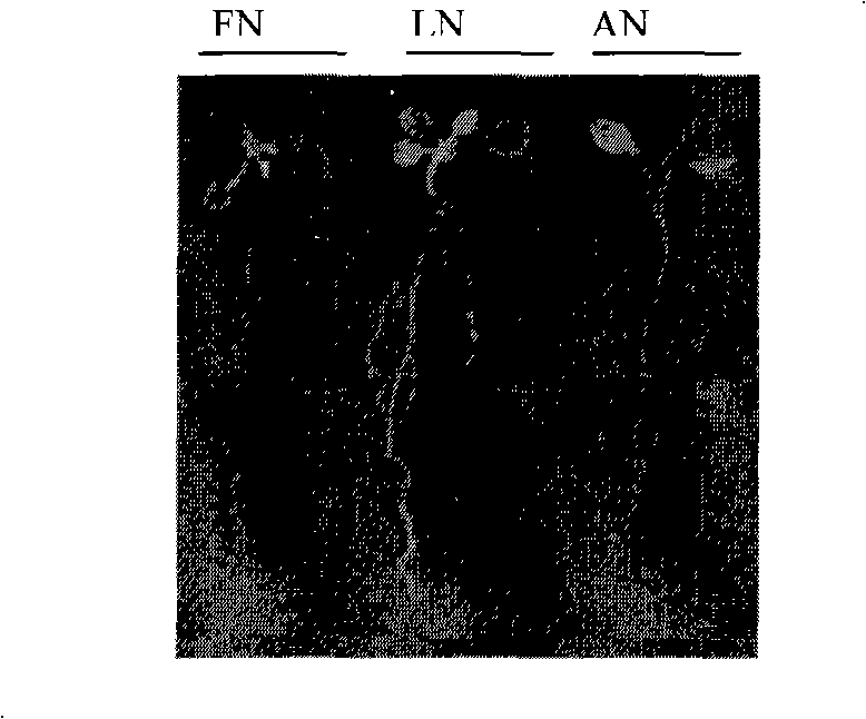 Method for accelerating vegetation in low-nitrogen condition