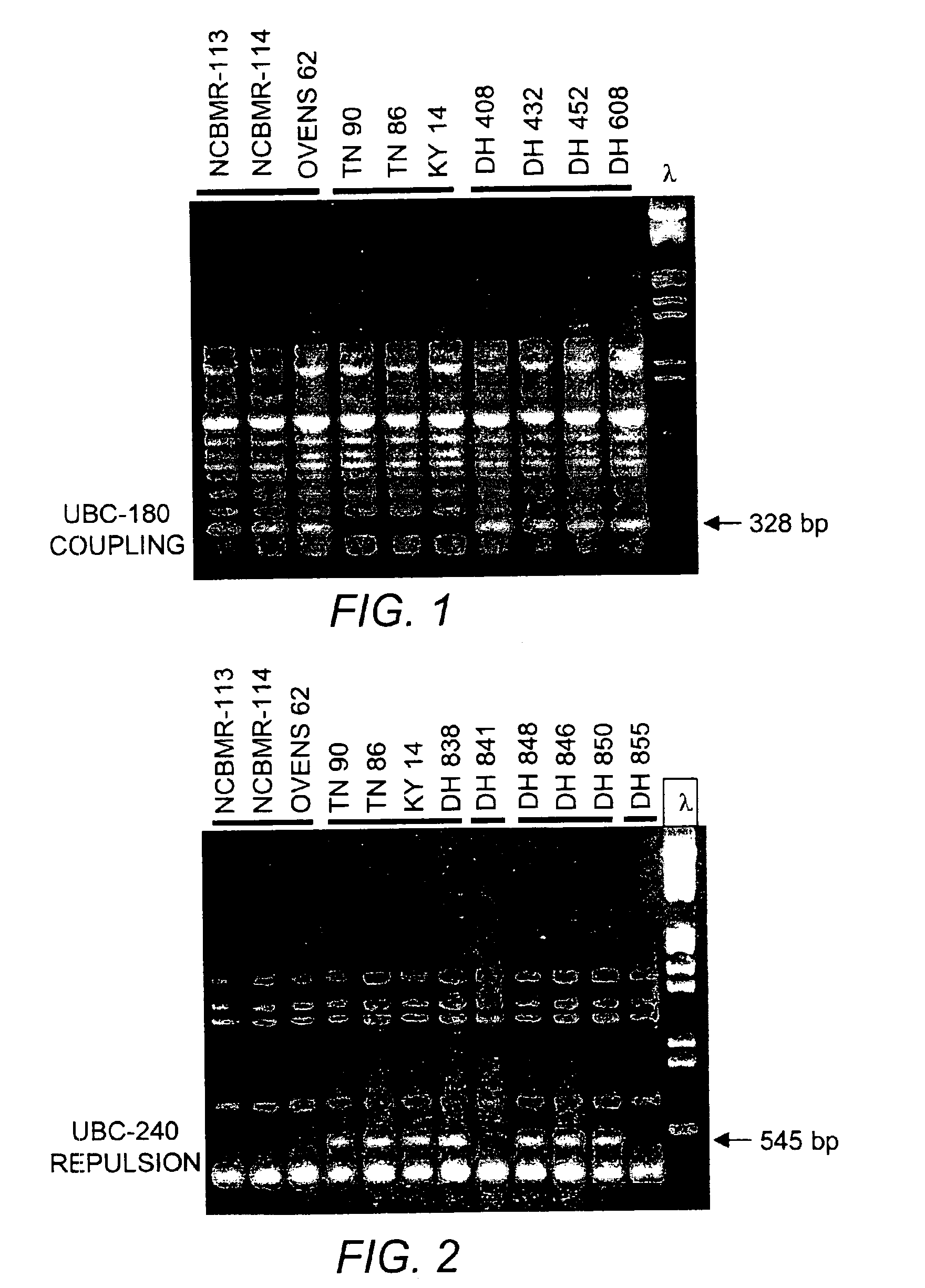 Tobacco cultivar NC 2000