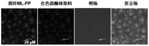 Fluorescent probe molecule ML-FP and preparation method and applications thereof