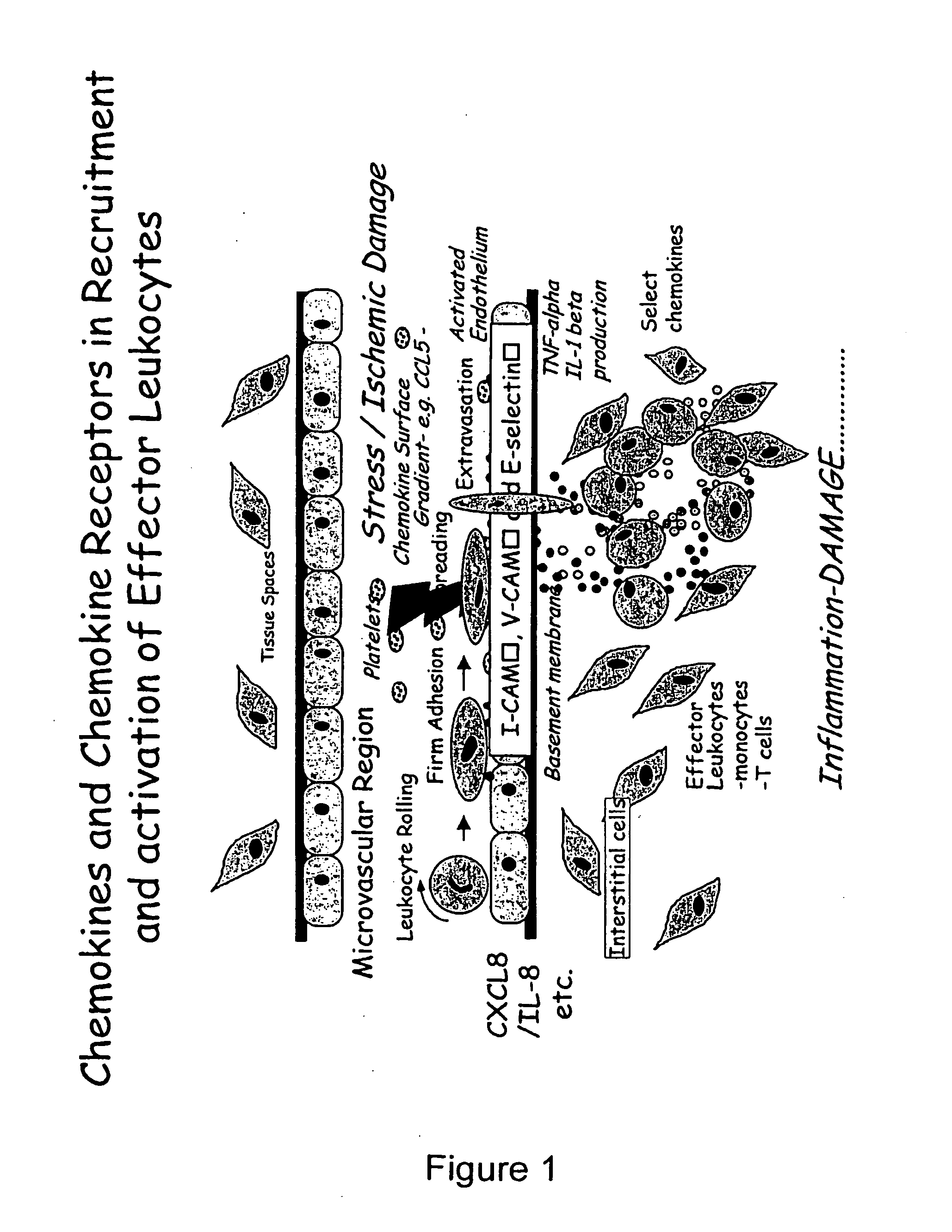 Chemokine-Mucin Fusions Linked to Glycosylphosphatidylinositol (GPI)-Anchors in Tissue Regeneration and as Tumour Immune Adjuvants