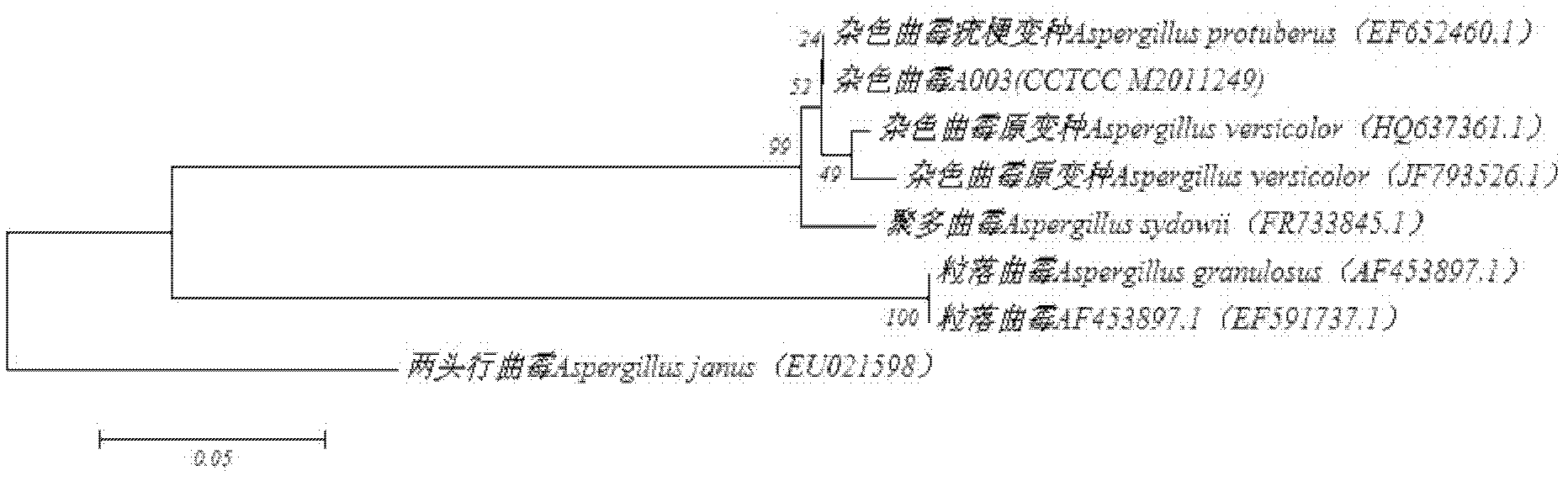 Aspergillus versicolor strain for manufacturing detoxicated feedstuff through fermentation of Jatropha curcas cakes