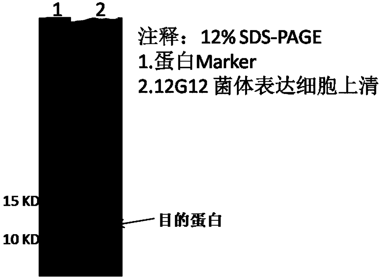 Protein sequence 12G12 and application thereof