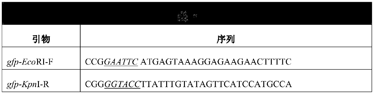 Strong promoter and application thereof in vitamin B&lt;12&gt;-producing strains