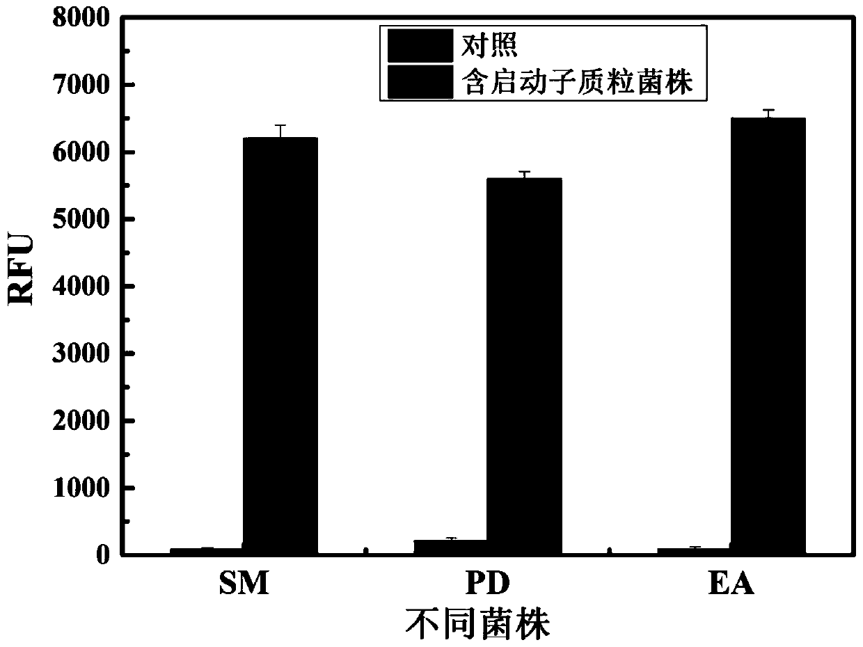 Strong promoter and application thereof in vitamin B&lt;12&gt;-producing strains