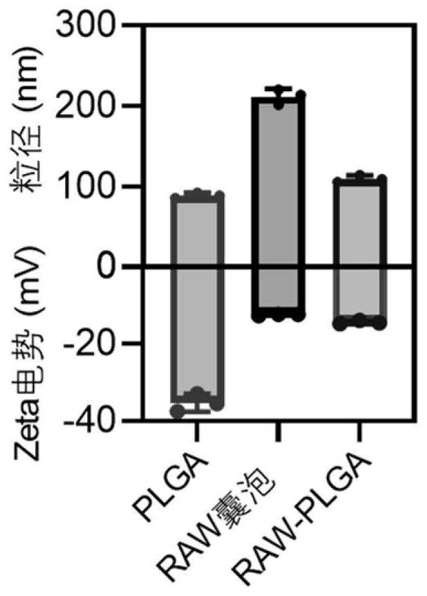 Cell membrane coated nano bait for removing RANKL, preparation and application thereof