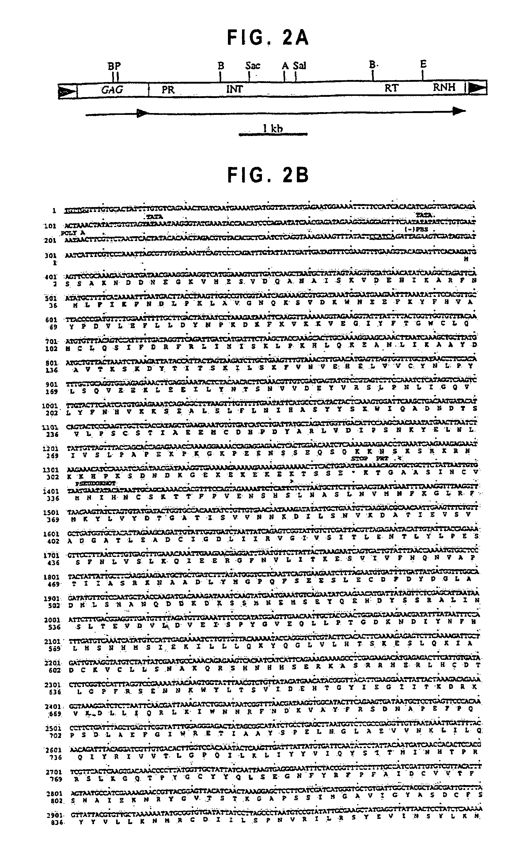 Unusual retrotransposon from the yeast <i>Candida albicans </i>