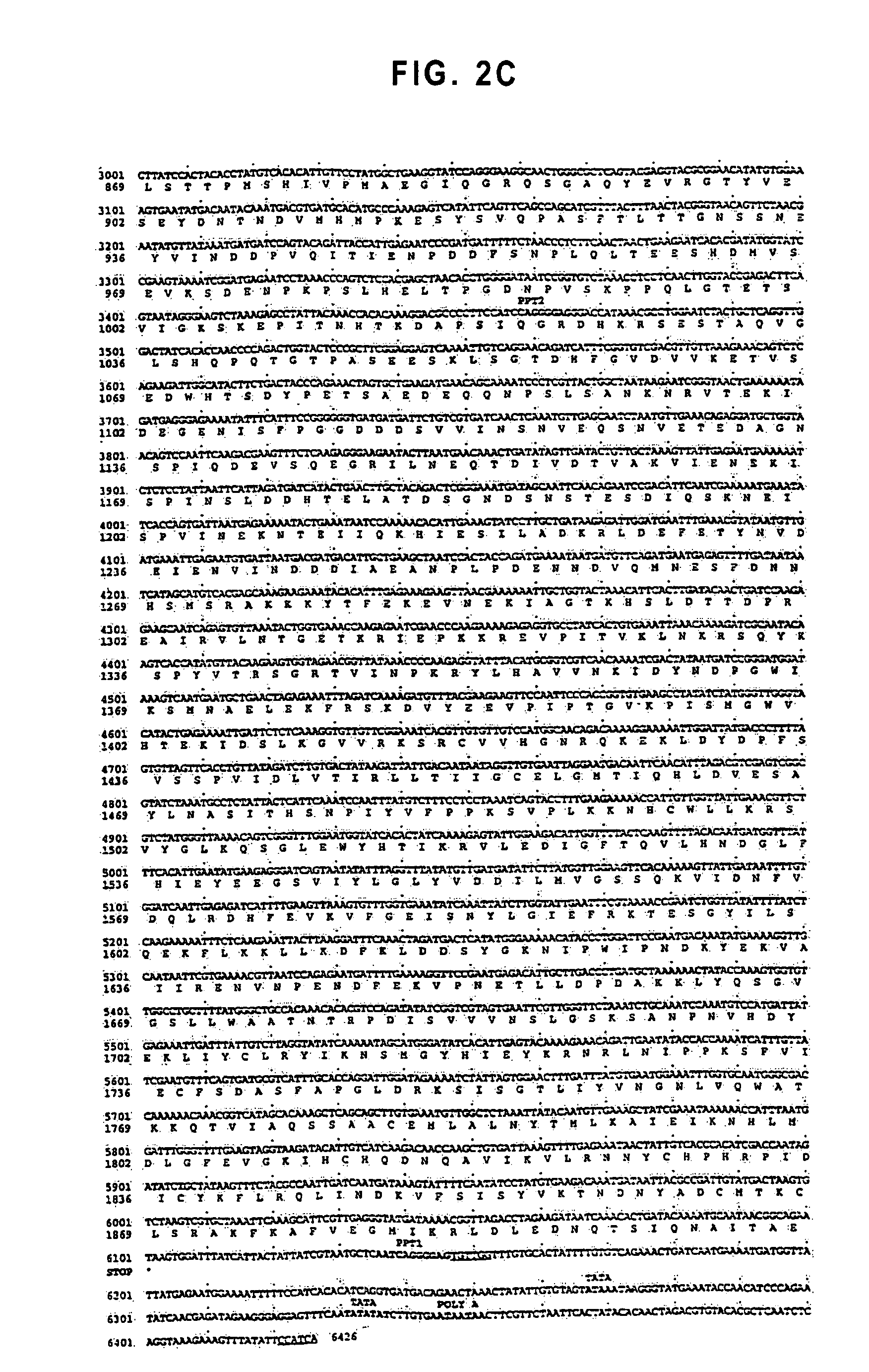 Unusual retrotransposon from the yeast <i>Candida albicans </i>