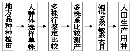 A method for rapid purification and rejuvenation of adzuki bean local varieties