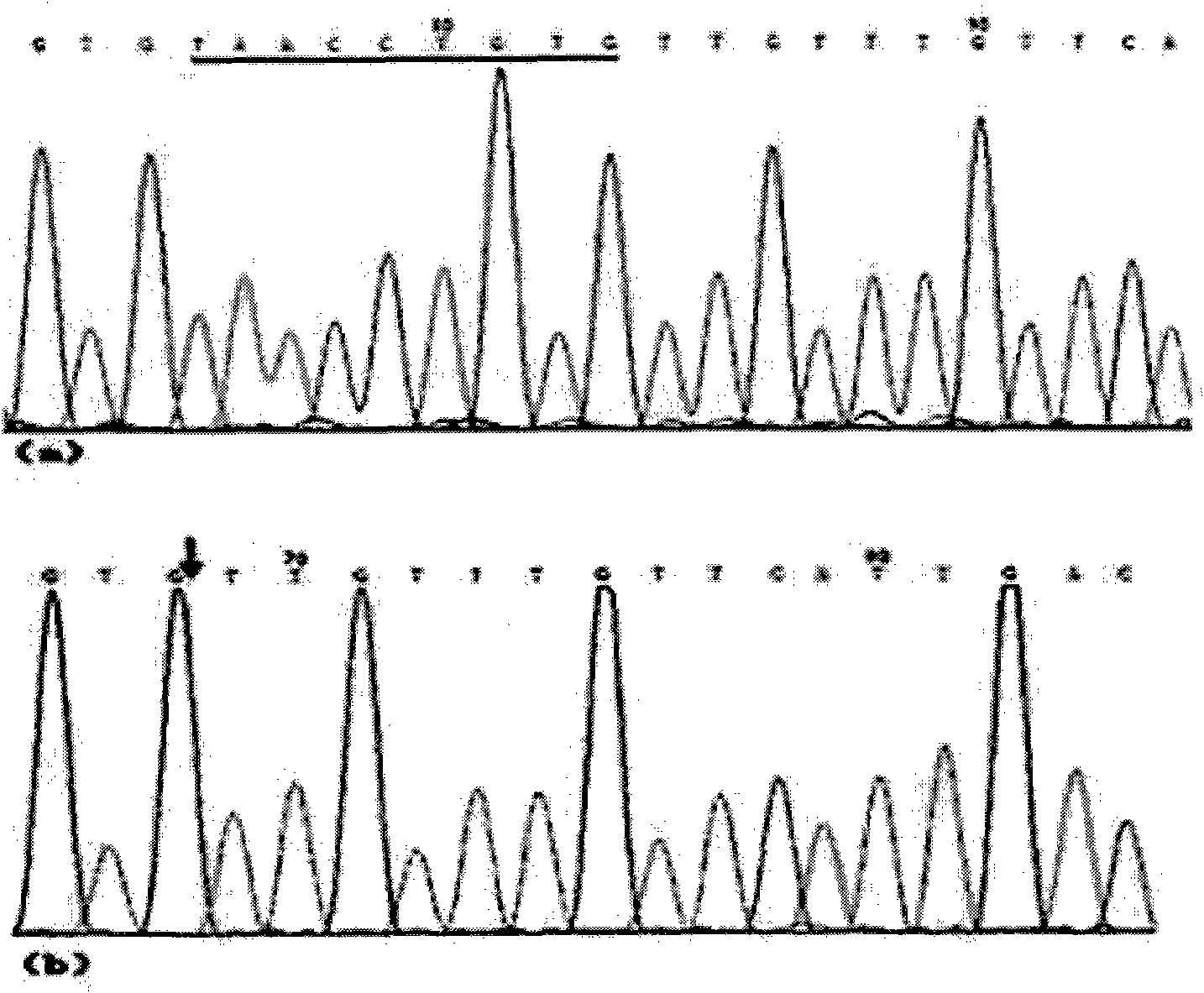 Gallinaceous visfatin gene 9bp indel polymorphism detection method and application thereof