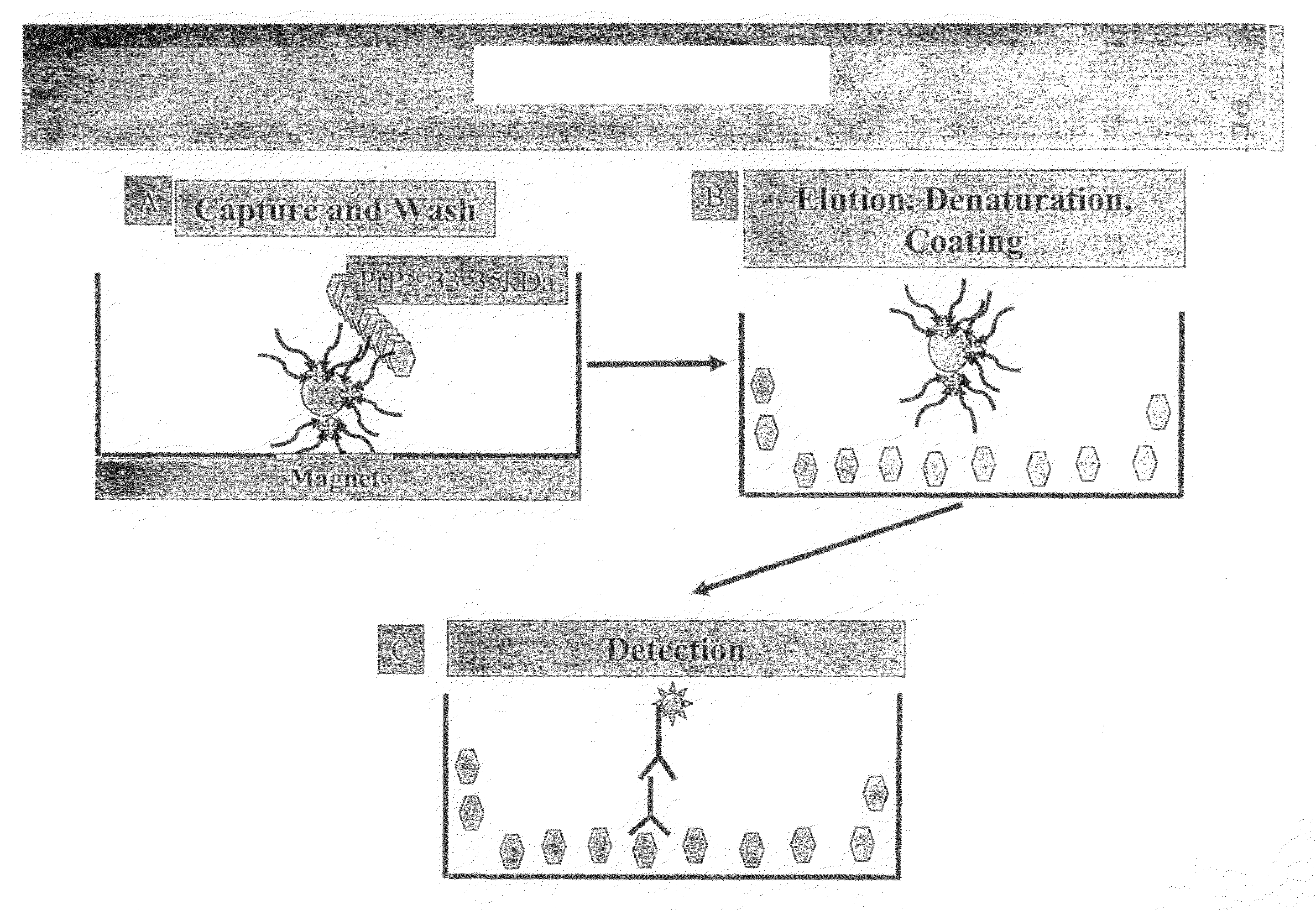 Elisa assays using prion-specific peptide reagents