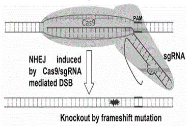 CRISPR-Cas9 method for specifically knocking out human CCR5 gene and sgRNA for specifically targeting CCR5 gene