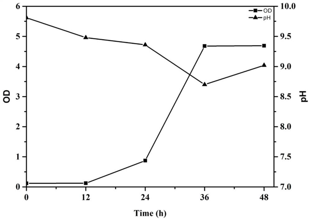 A kind of saline-alkali land improving microorganism and its application