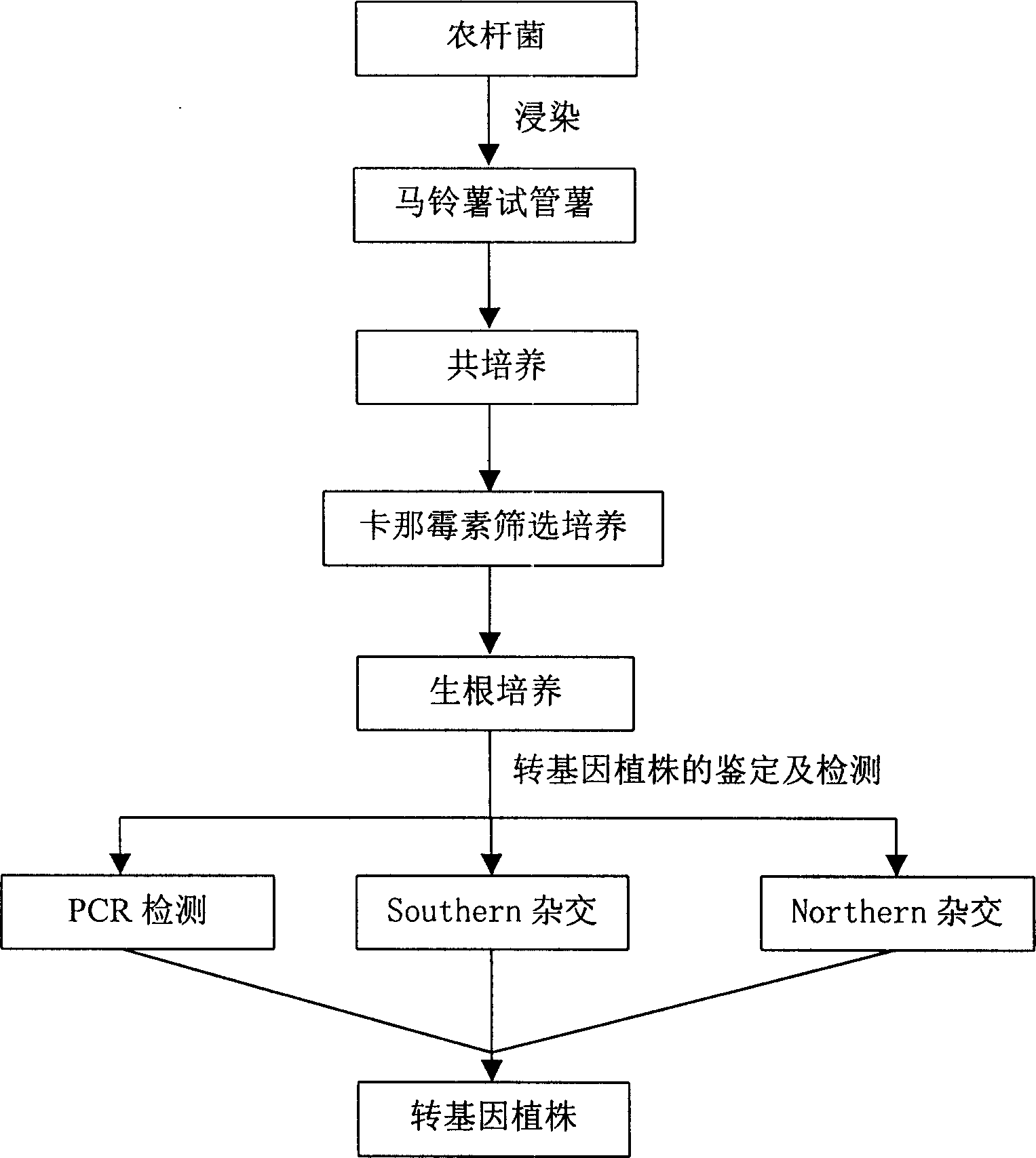 Method for fast obtaining transgenic plant of potato