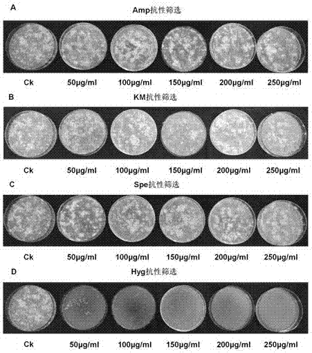 Armillaria selection marker and transgenic strain construction method