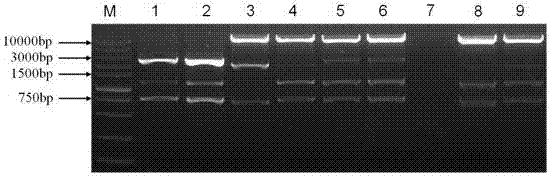 Armillaria selection marker and transgenic strain construction method