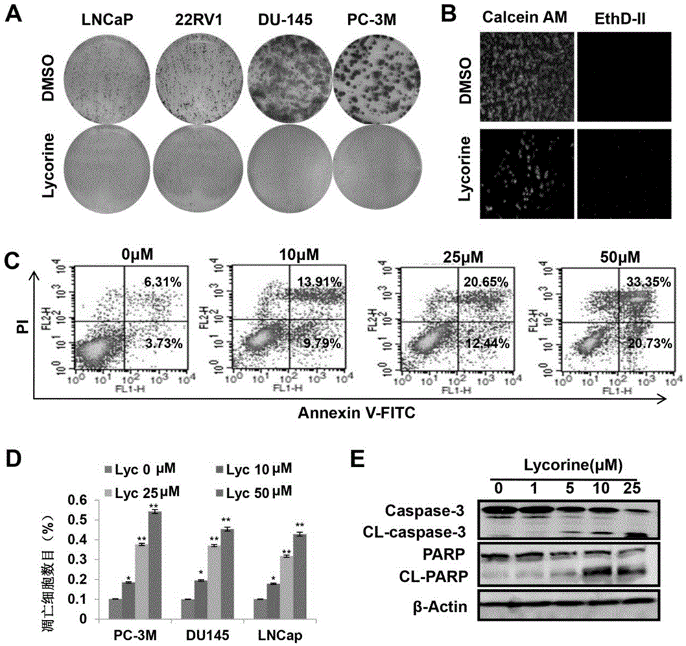 Application of Chinese medicine monomer (lycorine) to preparation of drugs for treating prostate tumors