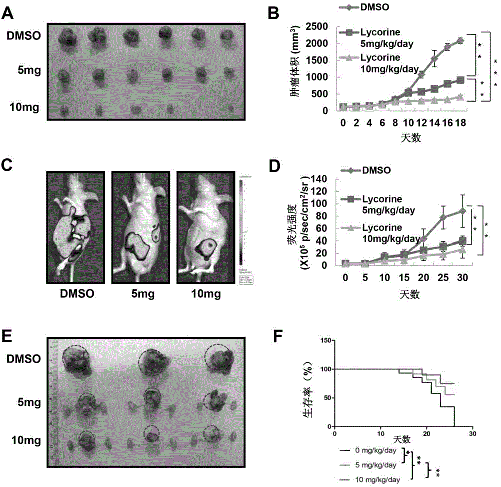 Application of Chinese medicine monomer (lycorine) to preparation of drugs for treating prostate tumors