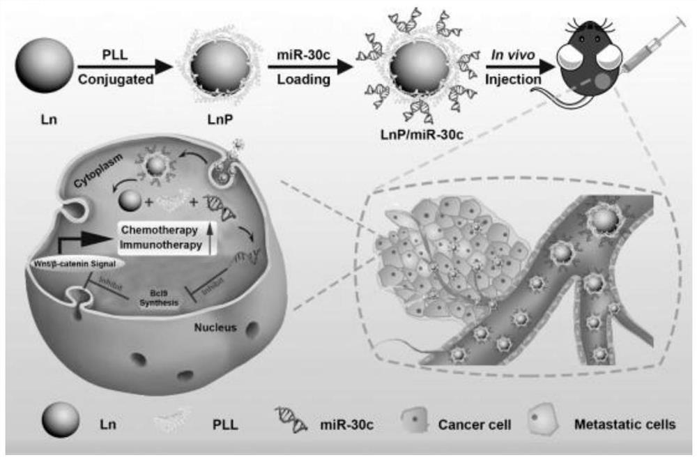 MiRNA (micro Ribonucleic Acid) vector based on lanthanide oxygen-fluorine nanocrystal and application of miRNA vector