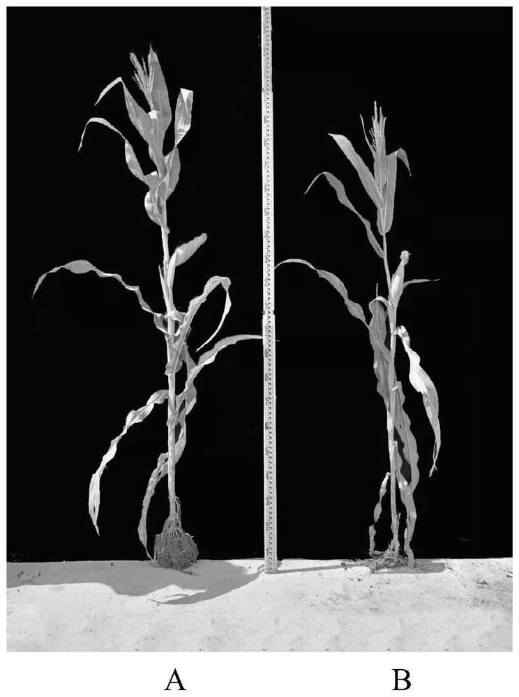 Method for creating corn dwarfing material based on ZmEMF2b/2-2 gene