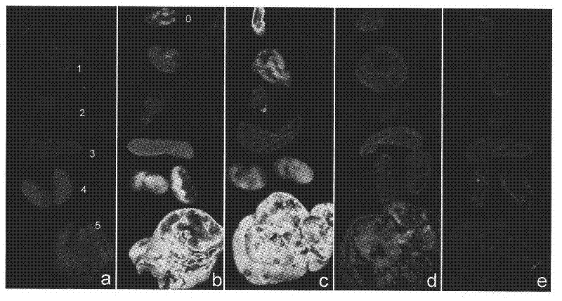 Novel method for preparation of chitosan nano carrier and functionalization thereof