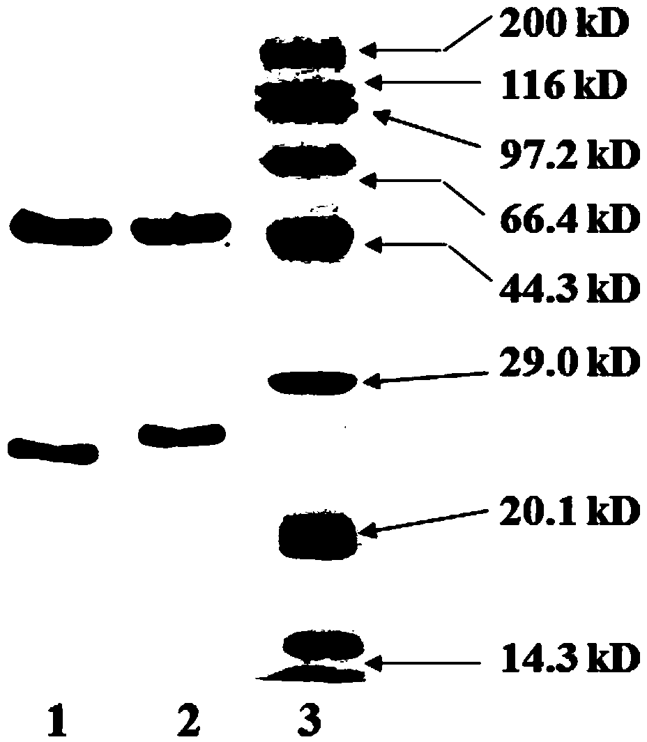 Kit box used for detecting influenza virus in sample and detection method and application thereof