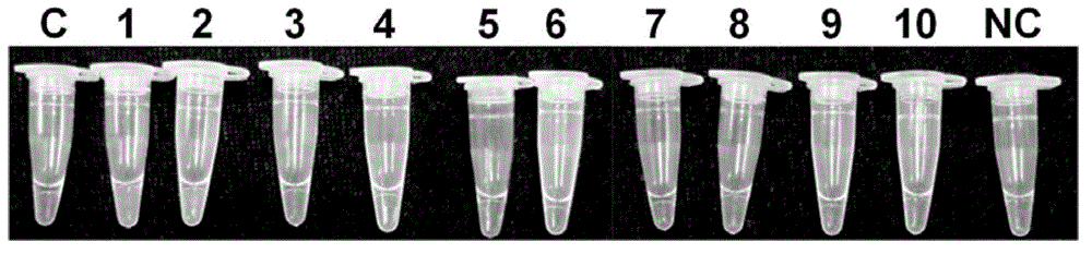 LAMP primer for detecting Phytophthora melonis and kit containing LAMP primer