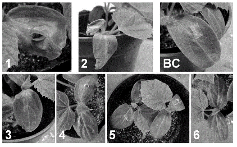 LAMP primer for detecting Phytophthora melonis and kit containing LAMP primer