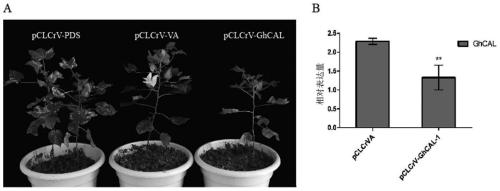 Application of cotton GhCAL-D07 gene in promotion of plant blooming