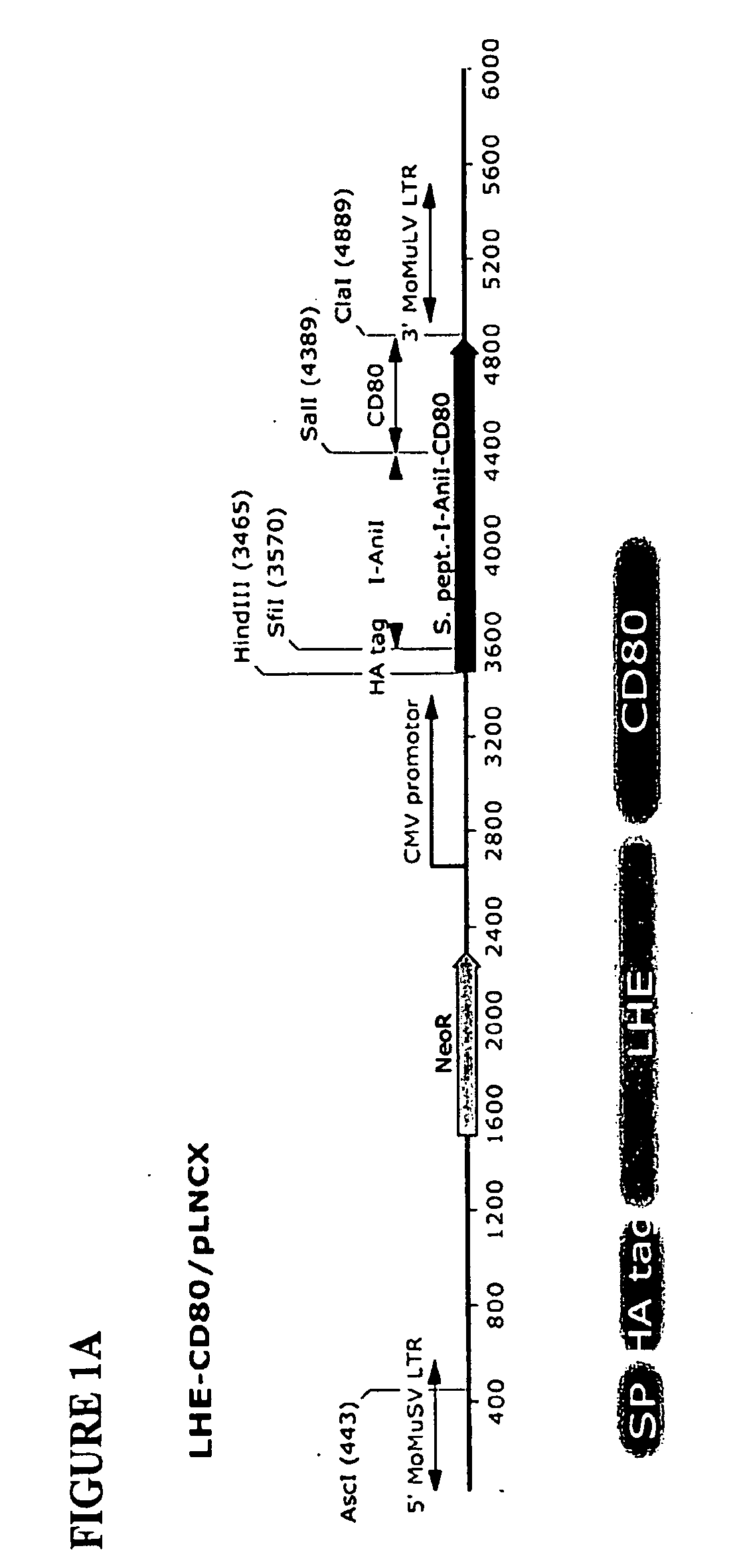 Compositions and methods comprising the use of cell surface displayed homing endonucleases