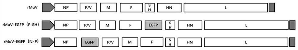 Recombinant virus and application thereof in mumps virus neutralizing antibody detection