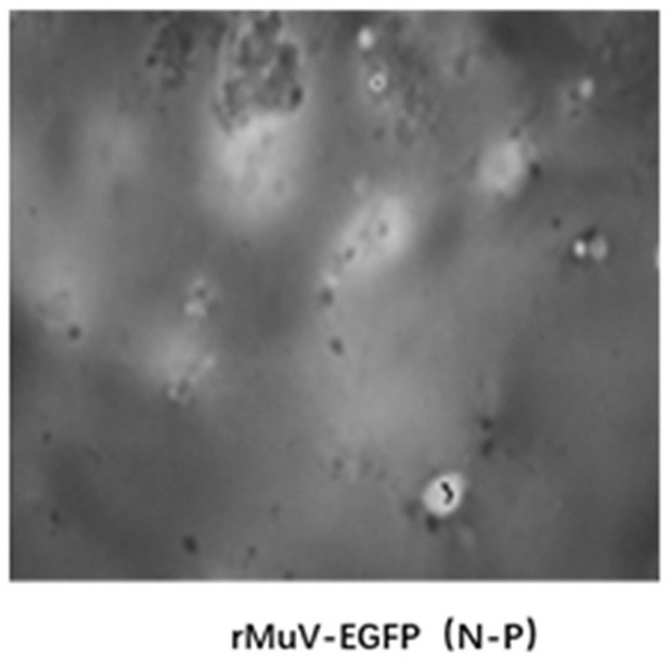 Recombinant virus and application thereof in mumps virus neutralizing antibody detection