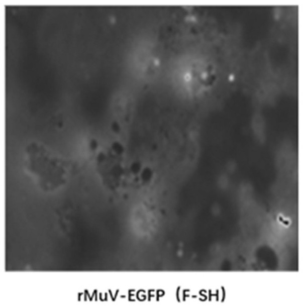 Recombinant virus and application thereof in mumps virus neutralizing antibody detection