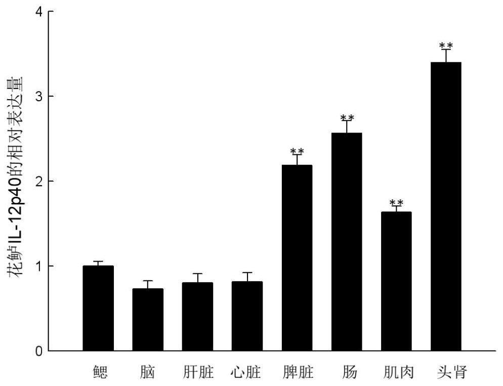 Perch interleukin il-12p40 gene and its application