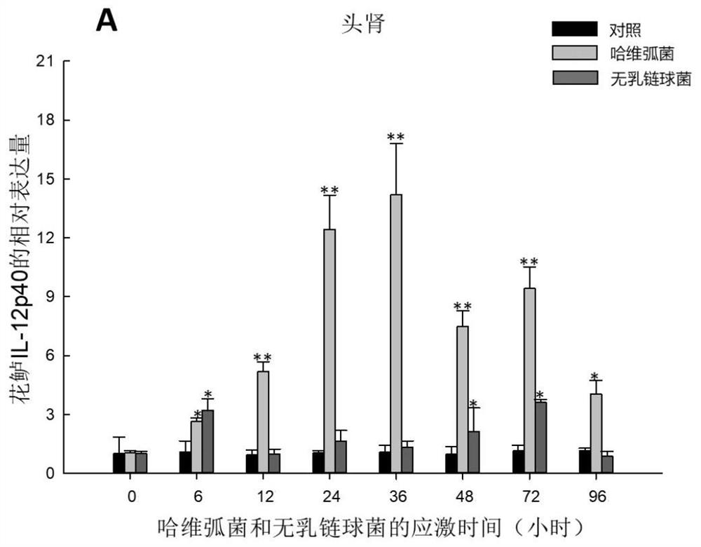 Perch interleukin il-12p40 gene and its application