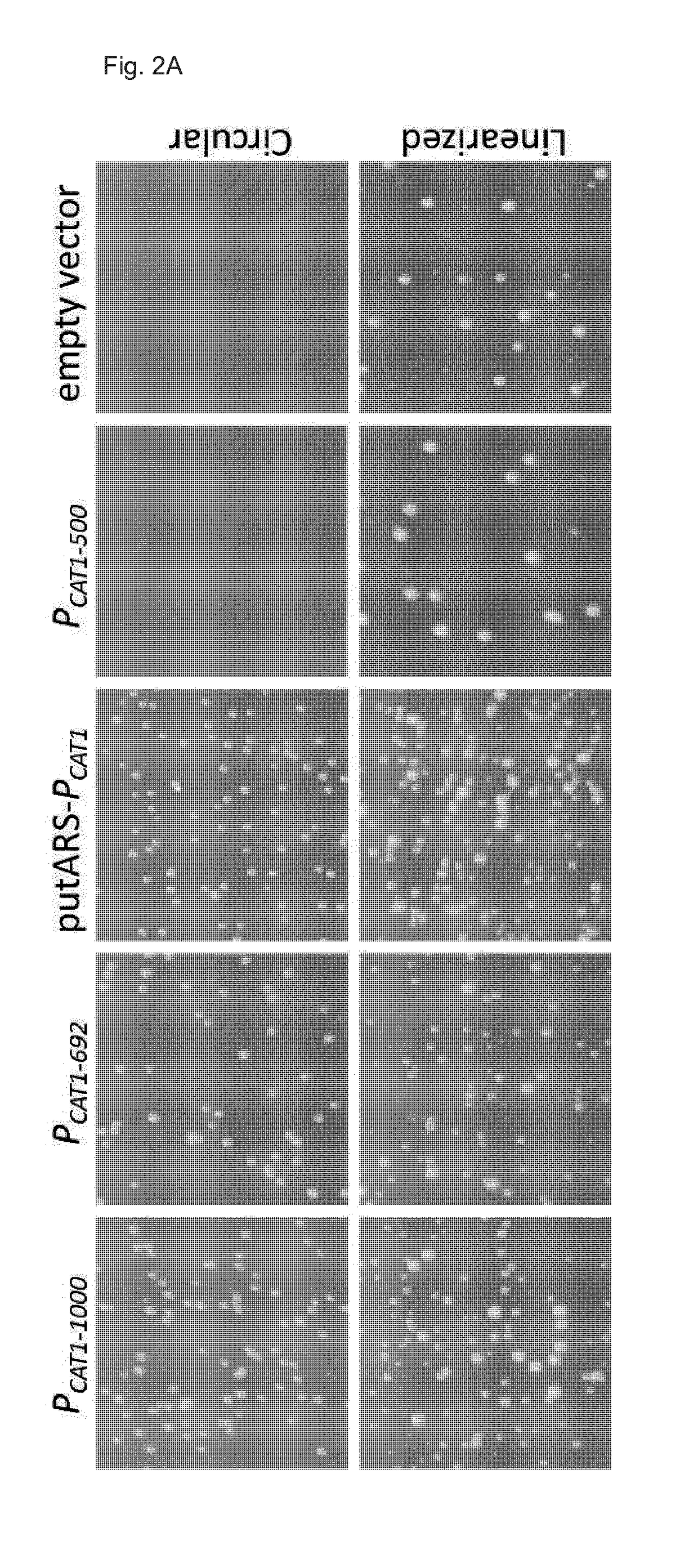 Novel episomal plasmid vectors