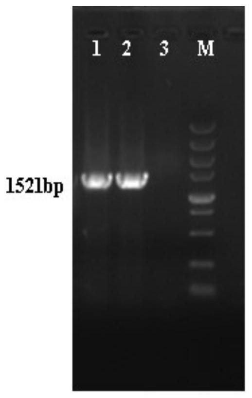 A kit for detecting antibody to Salmonella swine