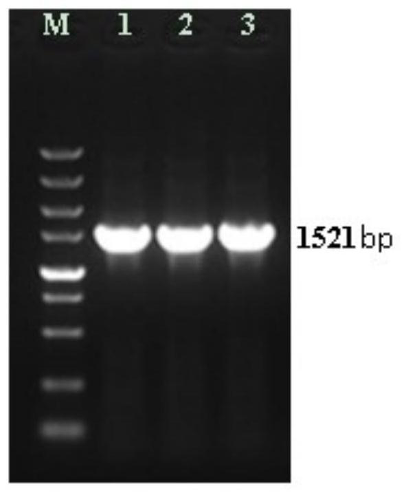 A kit for detecting antibody to Salmonella swine