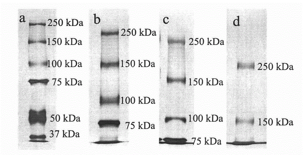 Method for separating, enriching and identifying macromolecular weight protein