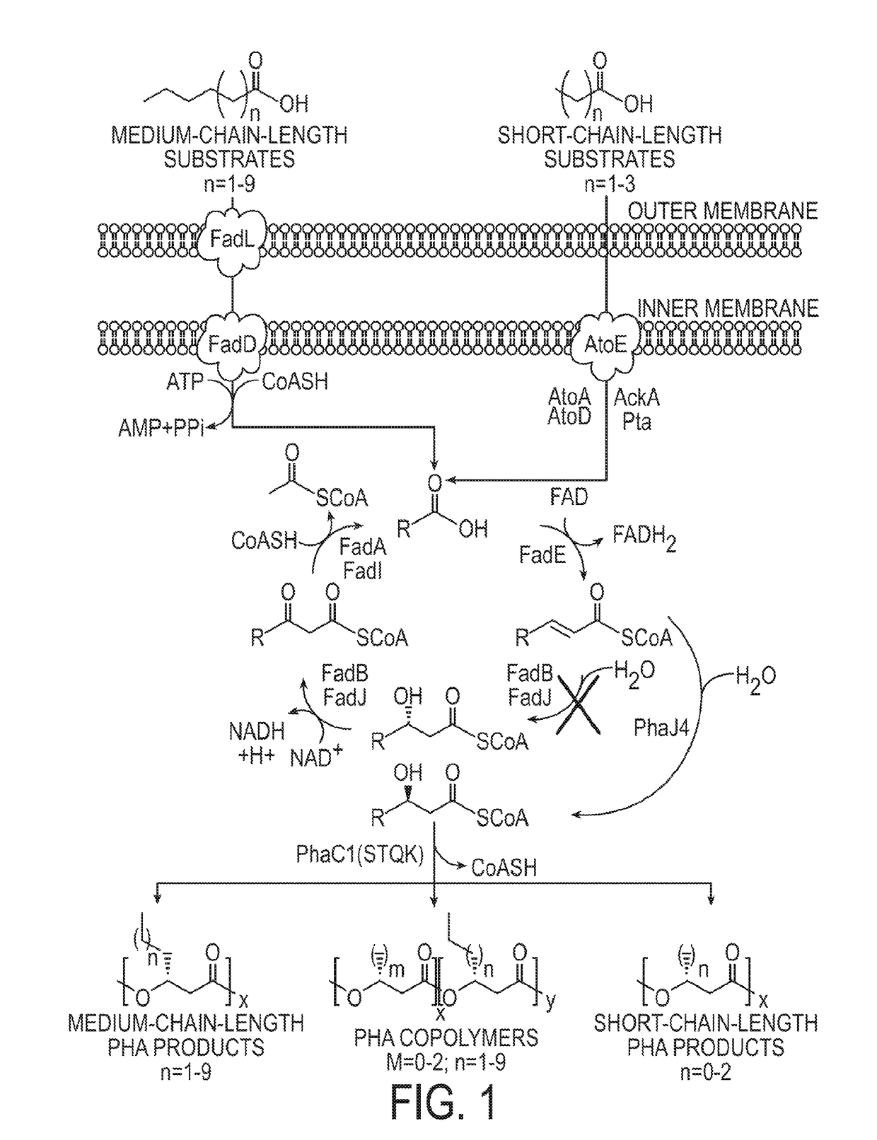 Engineered strain of escherichia coli for production of poly-r-3-hydroxyalkanoate polymers with defined monomer unit composition and methods based thereon