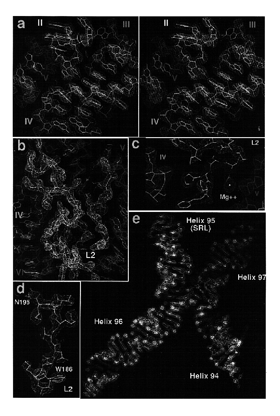 Modulators of ribosomal function and identification thereof