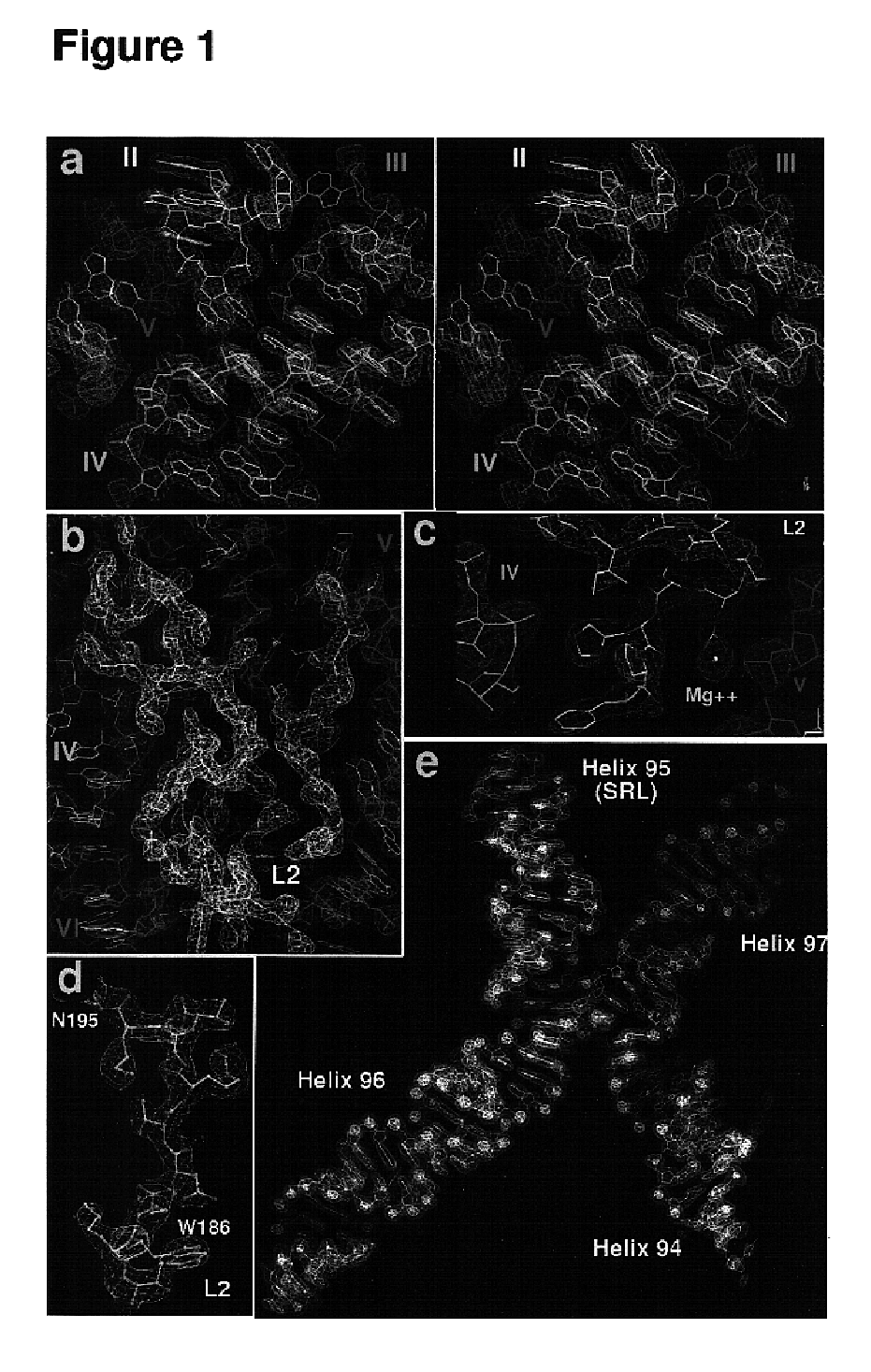 Modulators of ribosomal function and identification thereof