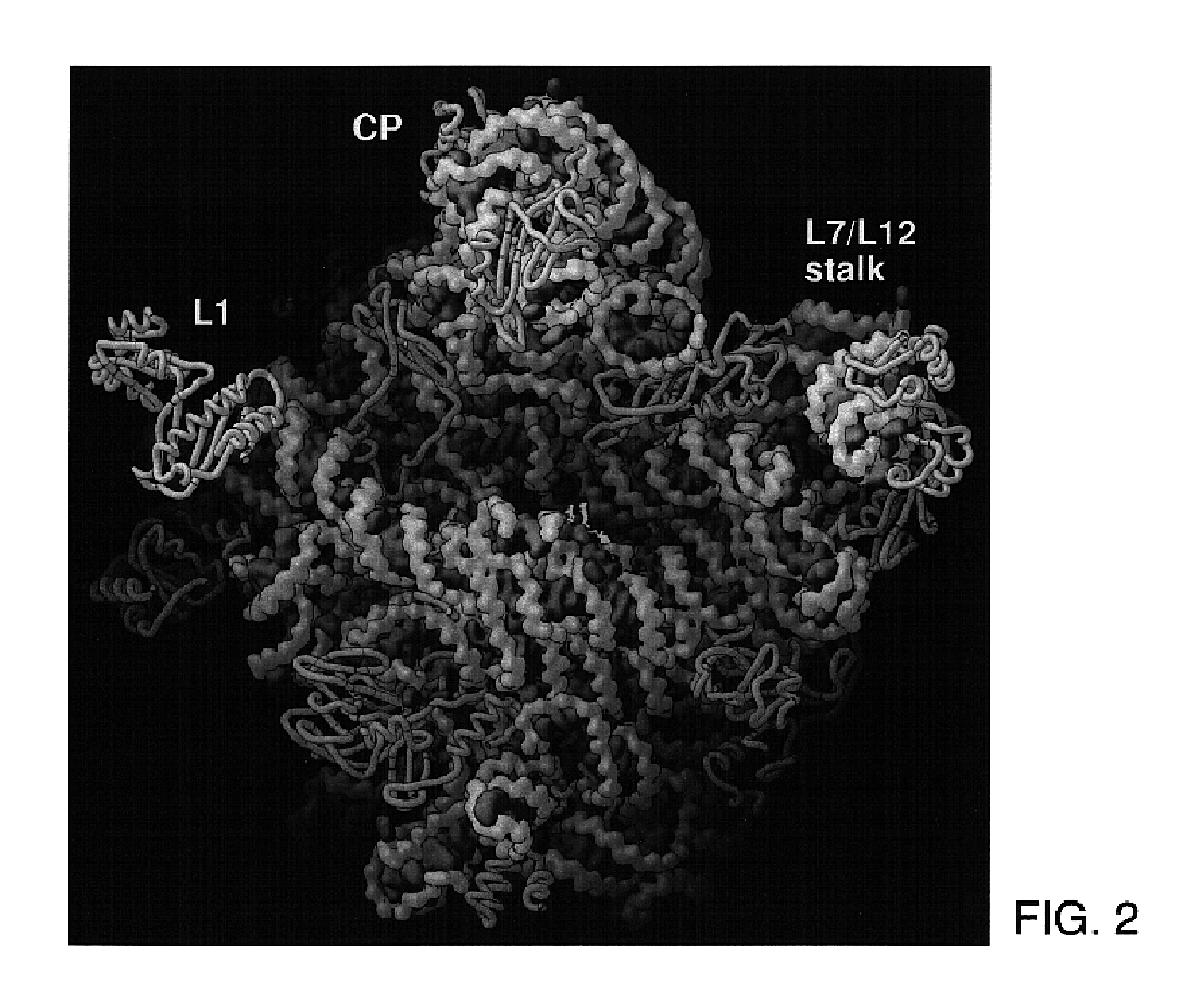 Modulators of ribosomal function and identification thereof