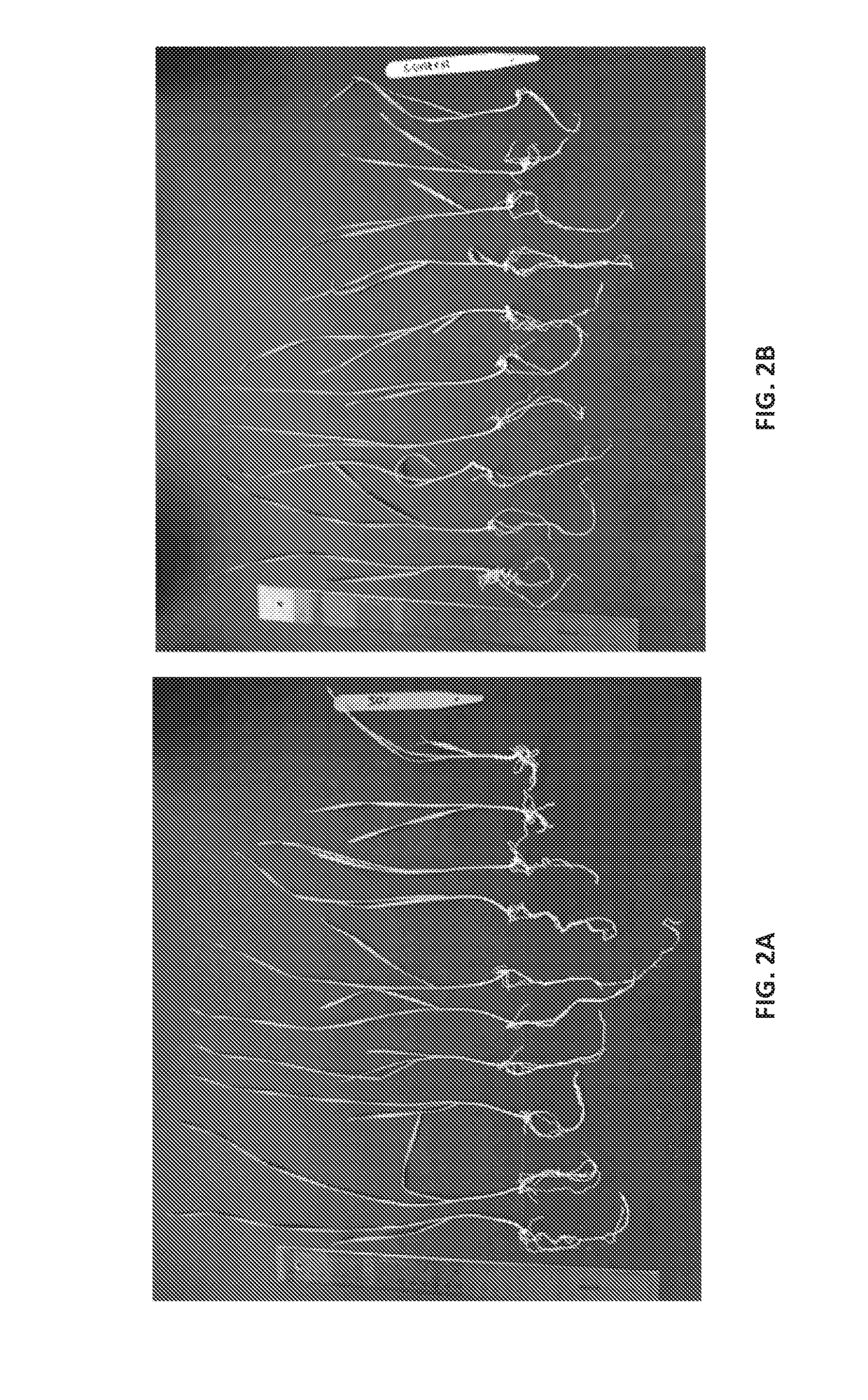 Bacillus amyloliquefaciens rti301 compositions and methods of use for benefiting plant growth and treating plant disease