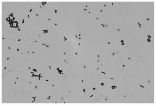 Lactobacillus casei controlling bacterial soft rot of vegetables and its application