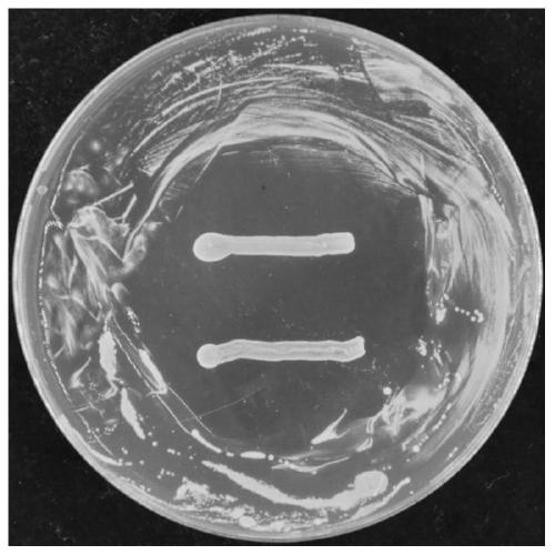 Lactobacillus casei controlling bacterial soft rot of vegetables and its application